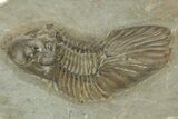 Beautiful Scabriscutellum Trilobite - Morocco #210172-2
